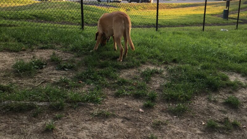 Blue Spruce Dog Park - Westbrook, ME