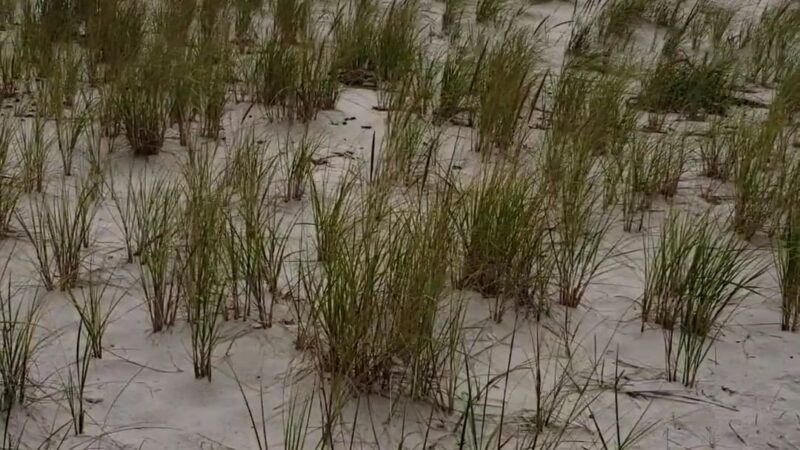 Pike's Beach - Westhampton Beach, NY