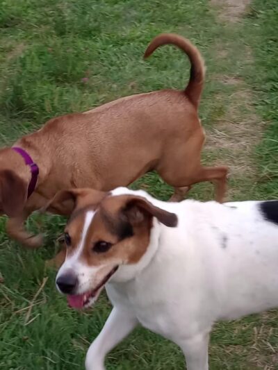 Weston Dog Park - Weston, WI