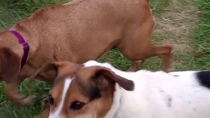 Weston Dog Park - Weston, WI