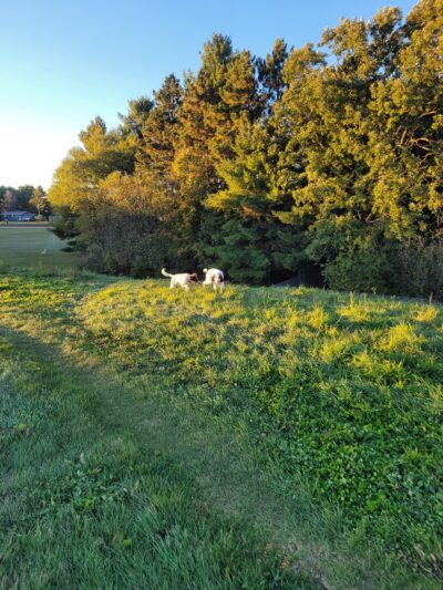 Weston Dog Park - Weston, WI