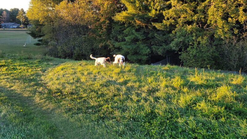 Weston Dog Park - Weston, WI