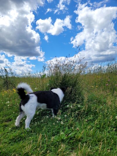 Weston Dog Park - Weston, WI