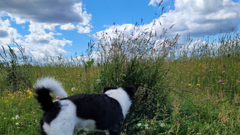 Weston Dog Park - Weston, WI