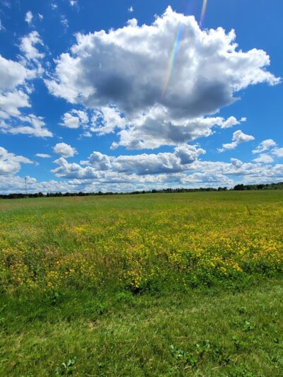 Weston Dog Park - Weston, WI