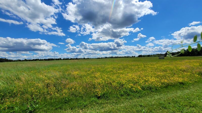 Weston Dog Park - Weston, WI