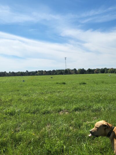 Weston Dog Park - Weston, WI