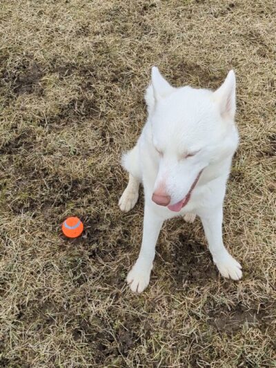 Westport Dog Park - Westport, NY
