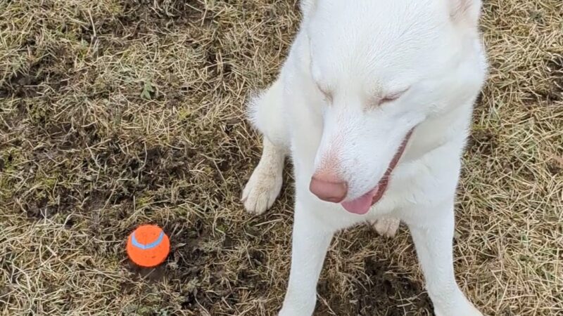 Westport Dog Park - Westport, NY