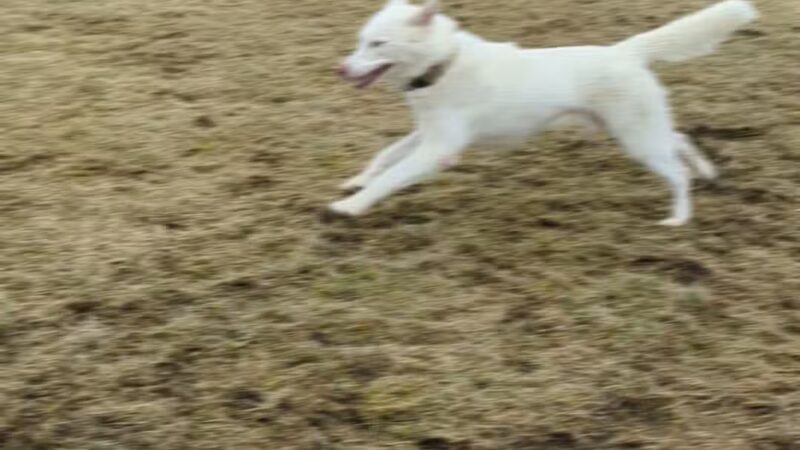 Westport Dog Park - Westport, NY