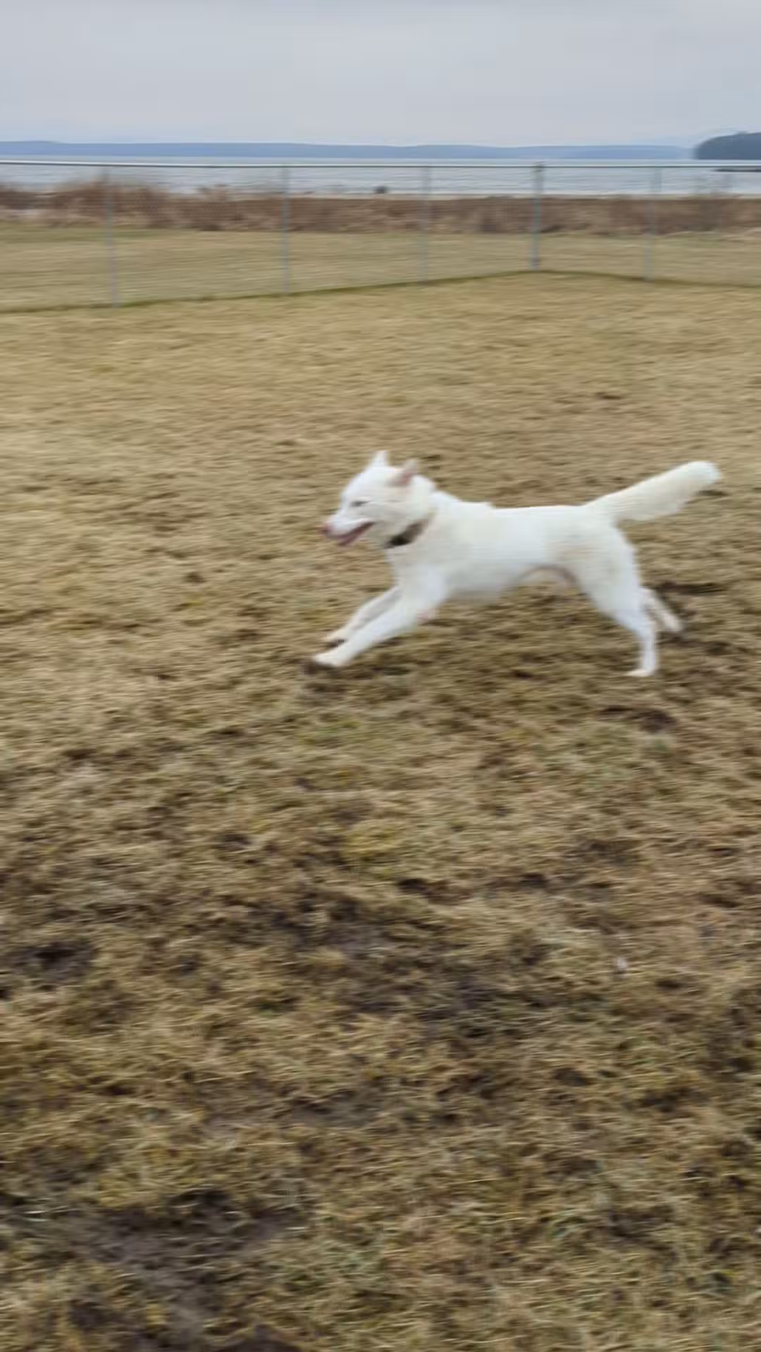Westport Dog Park - Westport, NY