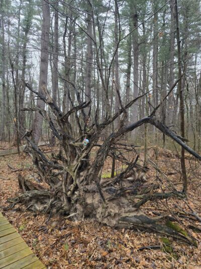 Wintergreen Woods - Wethersfield, CT