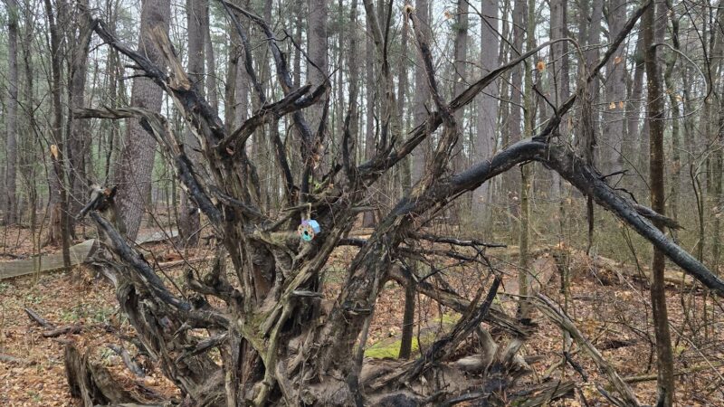 Wintergreen Woods - Wethersfield, CT