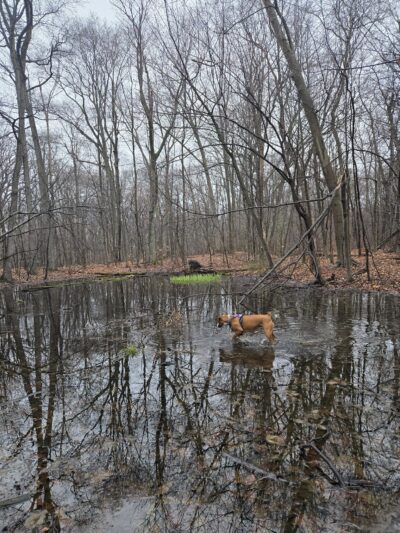 Wintergreen Woods - Wethersfield, CT