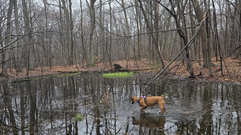 Wintergreen Woods - Wethersfield, CT
