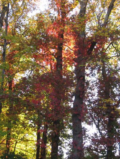 Webster Street Park - Weymouth, MA