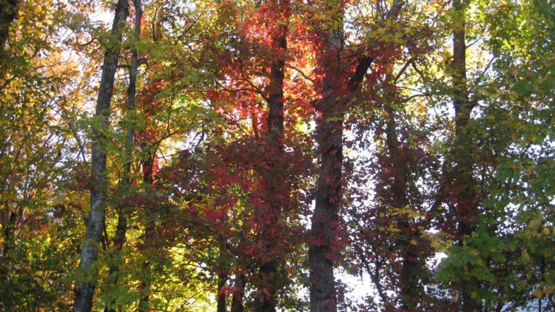 Webster Street Park - Weymouth, MA