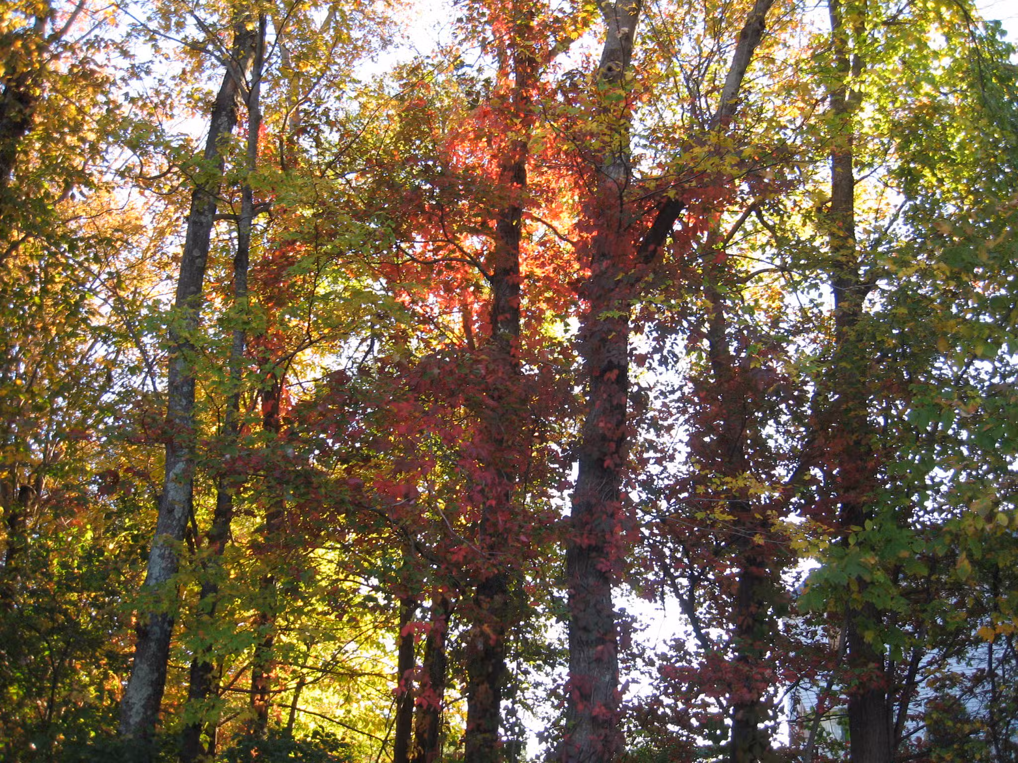 Webster Street Park - Weymouth, MA