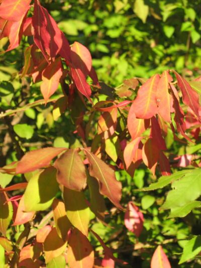 Webster Street Park - Weymouth, MA
