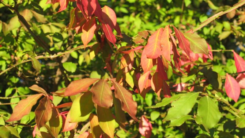 Webster Street Park - Weymouth, MA