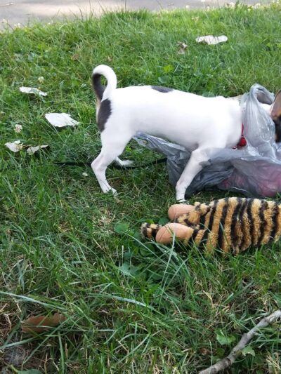 Bridge Park - Wheeling, WV