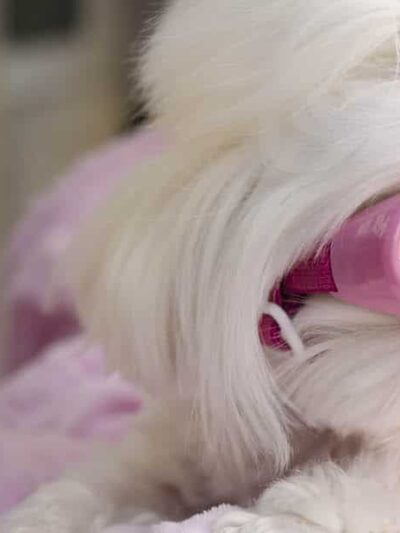 Furrylicious, LLC - White House Station, NJ