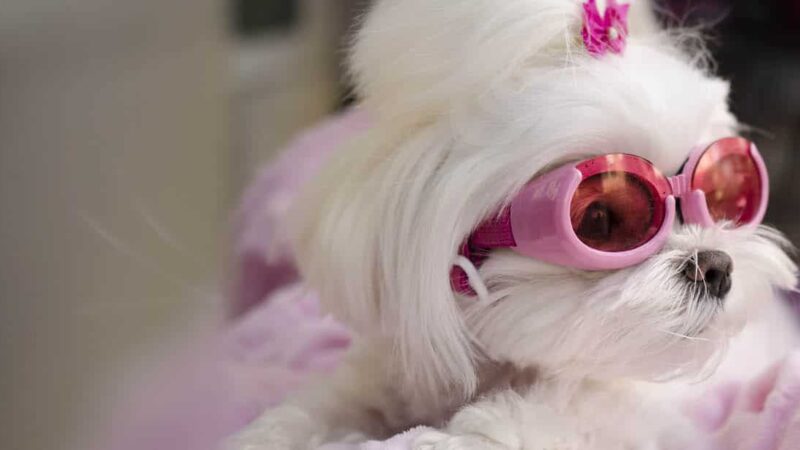 Furrylicious, LLC - White House Station, NJ