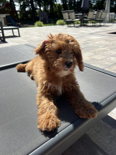 Furrylicious, LLC - White House Station, NJ