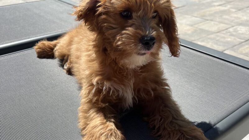 Furrylicious, LLC - White House Station, NJ