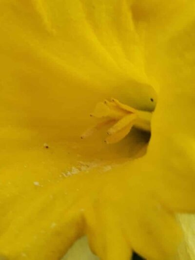 Ironton Trail - Whitehall Township, PA