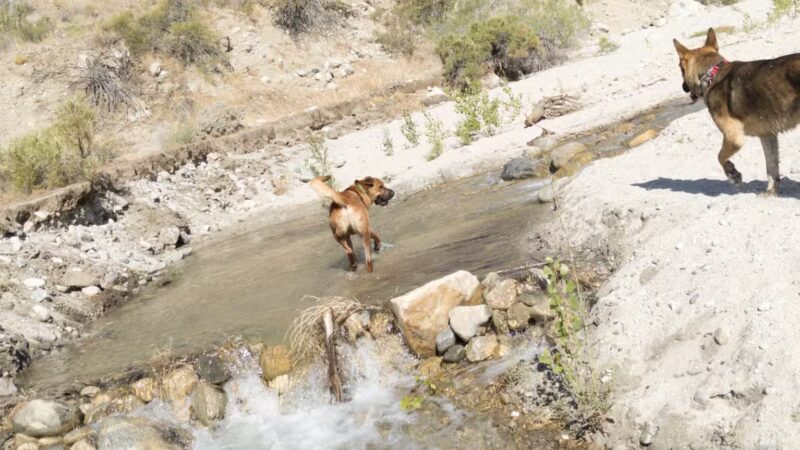 Mission Creek Trailhead - Whitewater, CA