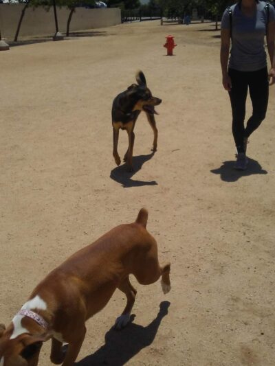 Whittier Dog Park - Whittier, CA