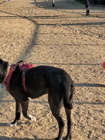 Whittier Dog Park - Whittier, CA