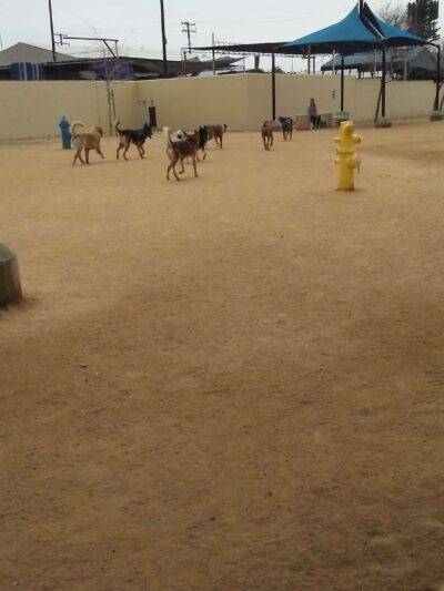 Whittier Dog Park - Whittier, CA