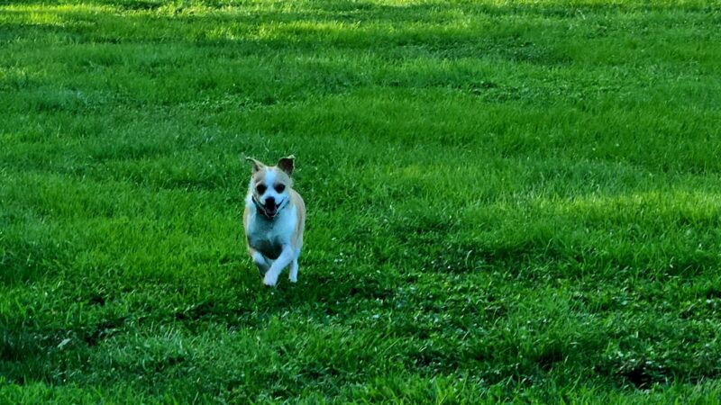 Hidden Oaks Dog Park - Wilkesboro, NC