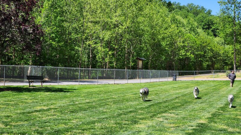 Hidden Oaks Dog Park - Wilkesboro, NC