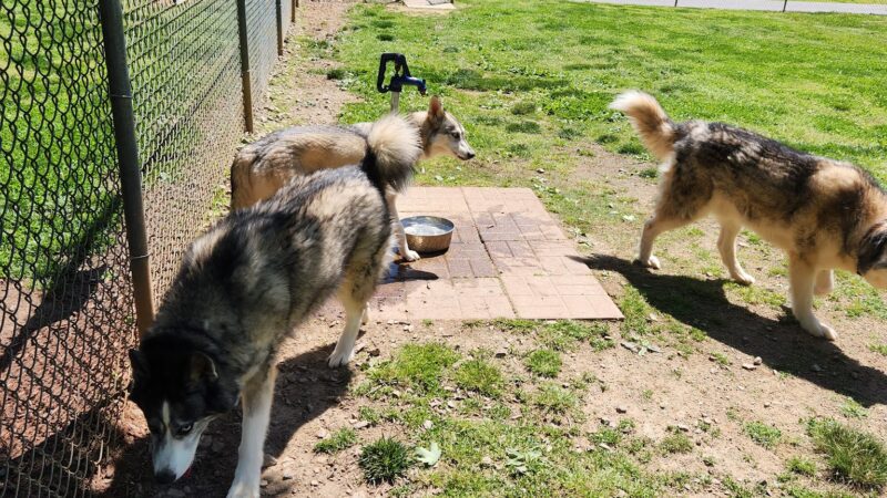 Hidden Oaks Dog Park - Wilkesboro, NC