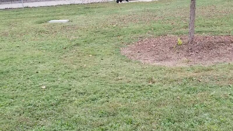 Hidden Oaks Dog Park - Wilkesboro, NC