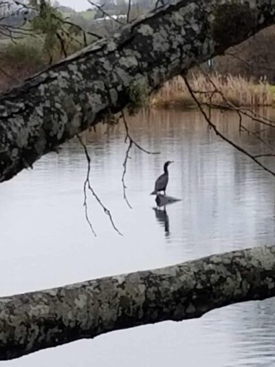 Hampton Park - Willamina, OR