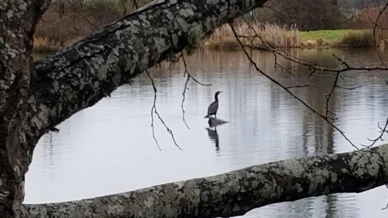 Hampton Park - Willamina, OR