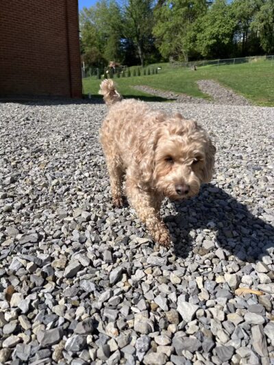 Loyalsock Dog Park - Williamsport, PA