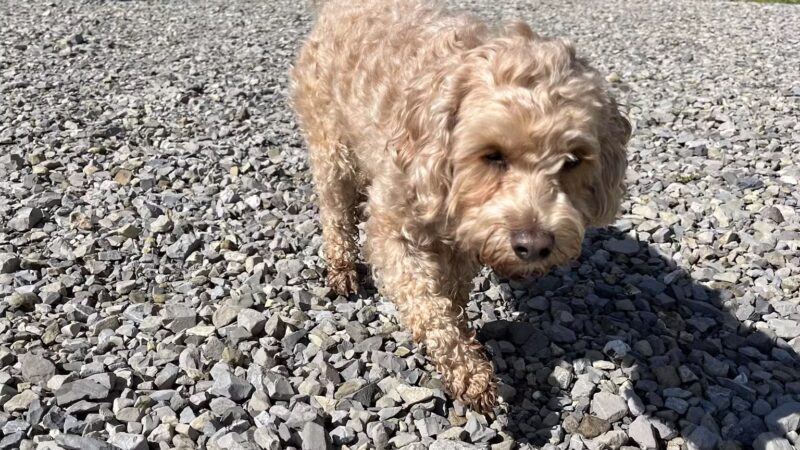Loyalsock Dog Park - Williamsport, PA