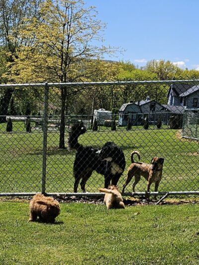 Loyalsock Dog Park - Williamsport, PA