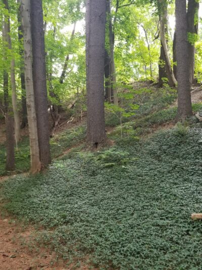 Linear Park - Williamstown, MA