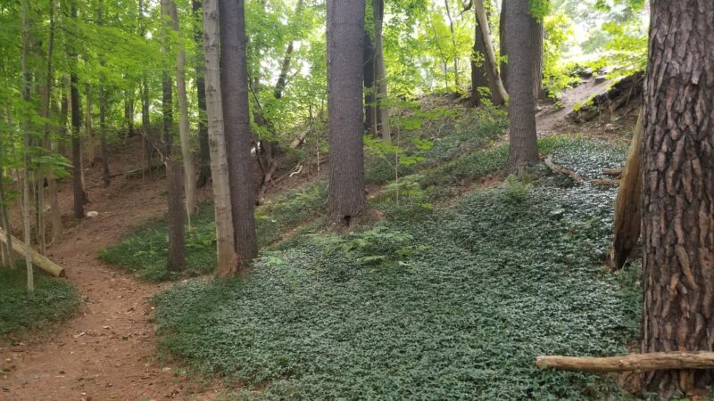Linear Park - Williamstown, MA