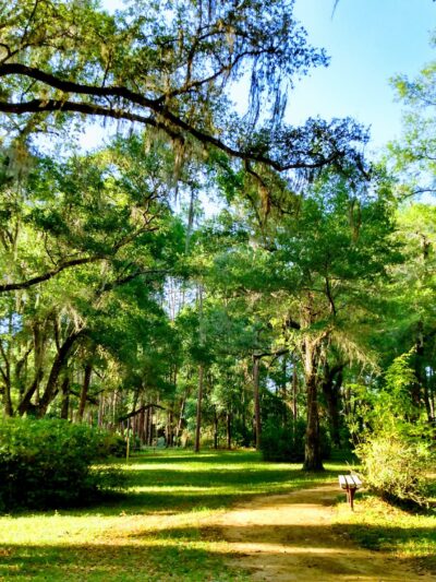 Peggy O'Neill Basham Nature Park - Williston, FL