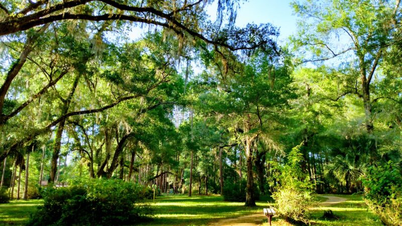 Peggy O'Neill Basham Nature Park - Williston, FL