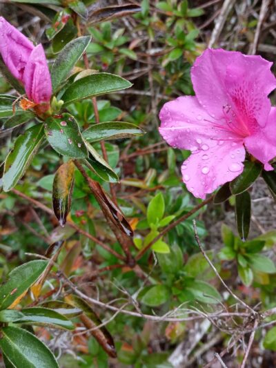 Peggy O'Neill Basham Nature Park - Williston, FL