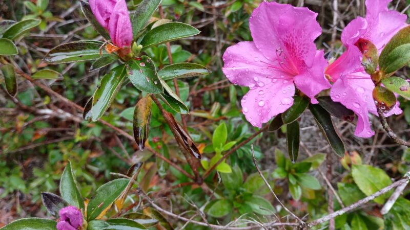 Peggy O'Neill Basham Nature Park - Williston, FL