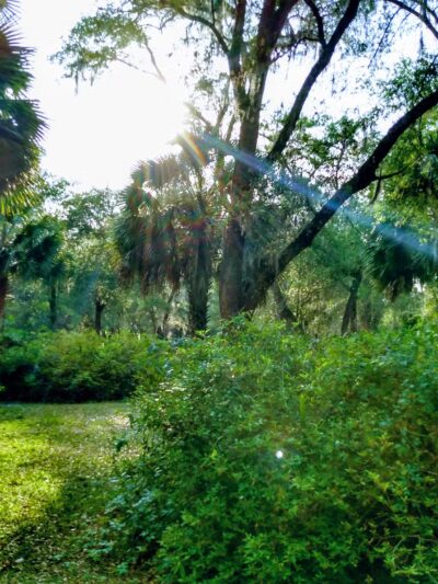 Peggy O'Neill Basham Nature Park - Williston, FL